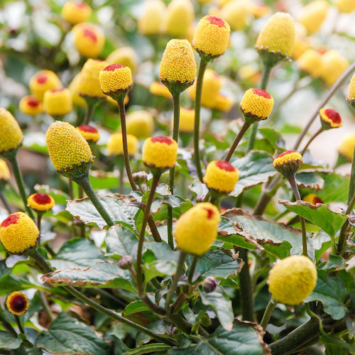 Nature’s Numbing Secret: The Toothache Plant