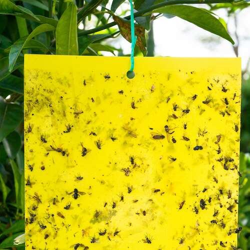 Yellow sticky DIY fly paper with bugs attached