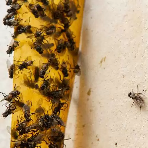 sticky fly paper DIY recipe