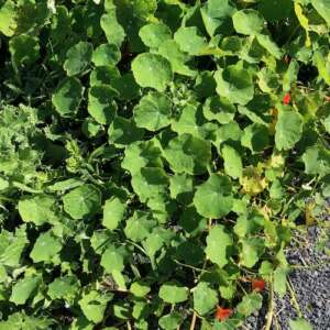 nasturtiums by path