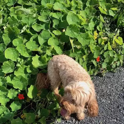 nasturtiums by dog