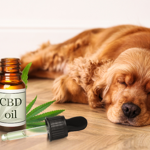 dog sleeping beside cbd oil