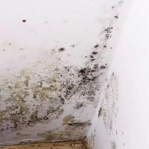 mould in corner of a room