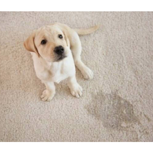 remove urine from carpet dog