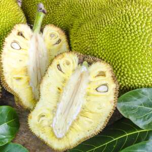 Cross-section ripe fruit of giant Jack-fruit.