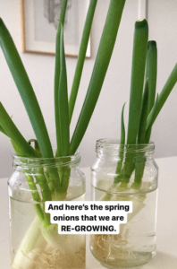 spring onions growing from kitchen scraps