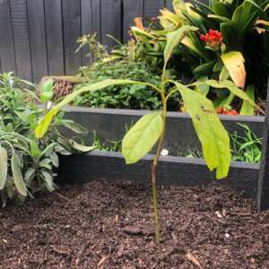 avocado plant growing
