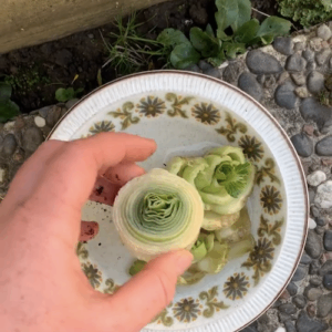 cut leaks on a plate, grown from kitchen scraps