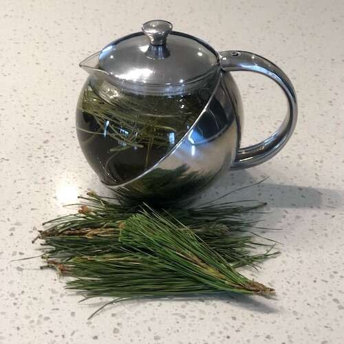 pine needle tea brewing in tea pot
