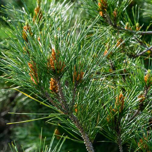 Pinus radiata in bloom. Close-up of bud