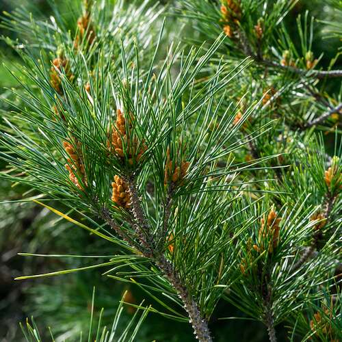 Pine Needles Information and Facts