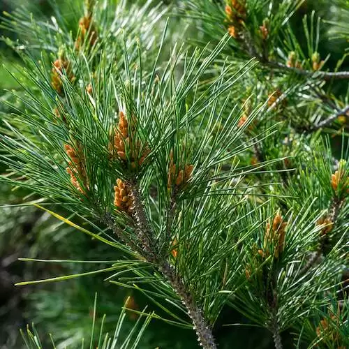 Pinus radiata in bloom. Close-up of bud