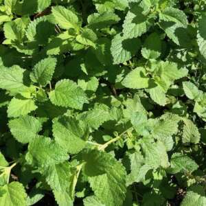 lemon balm growing in garden