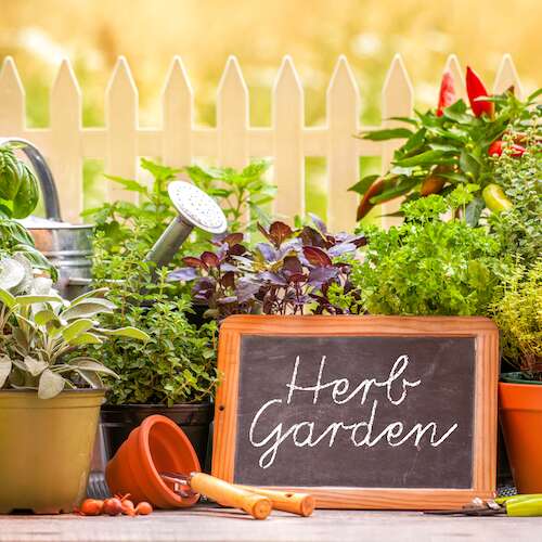 Herb garden at home with pots of herbs