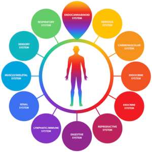 Endocannabinoid and Body Systems 