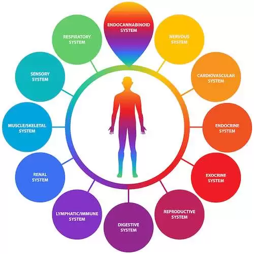 Endocannabinoid and Body Systems