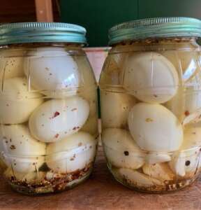Dill Pickled Eggs in jars
