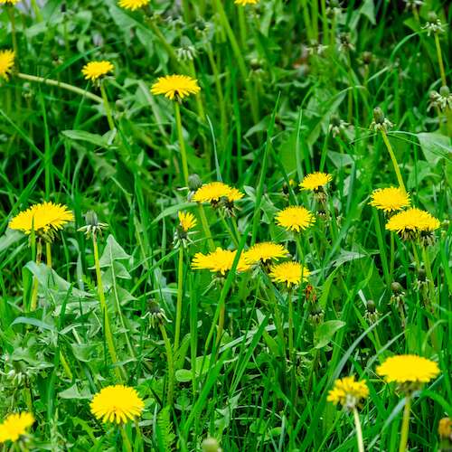 Blooming dandelion flowers and green grass.
