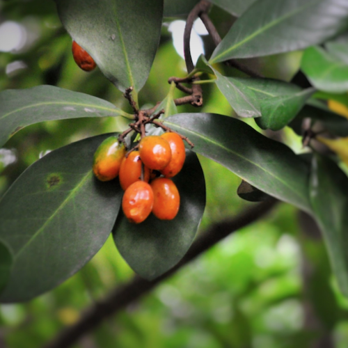 karaka berries on karaka tree