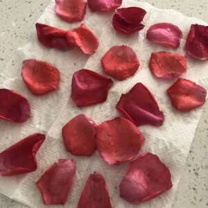 drying rose petals