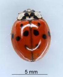 harlequin ladybird