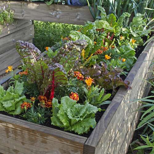 Vegetable garden growing in raised enclosed beds with vegetables and flowers