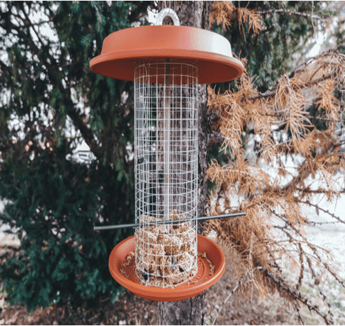 bird feeder DIY for backyard