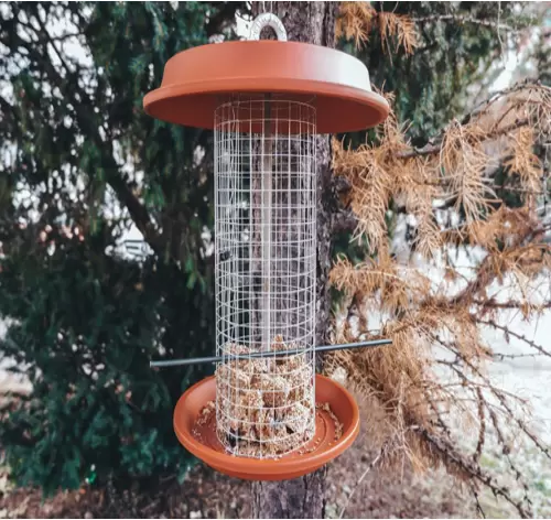 bird feeder DIY for backyard