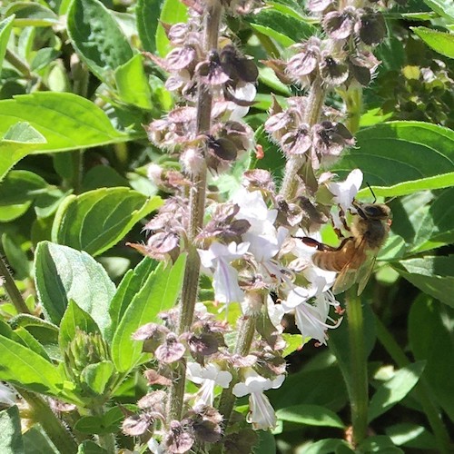 Bees on Perennial Basil