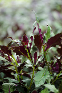 Okinawa-Spinach-Urban-Bounty- 