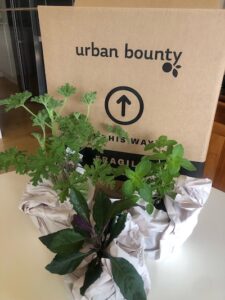 bee friendly plants from Urban Bounty