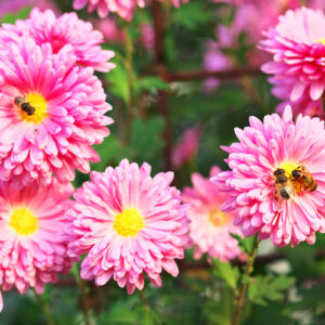 honey bees on pink flowers