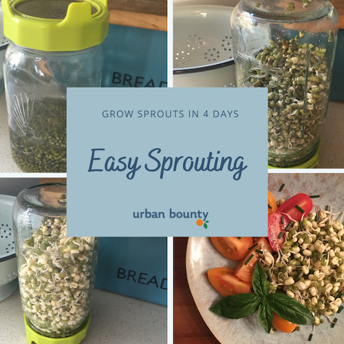mung beans sprouts in jar