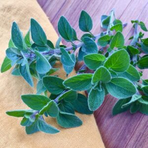 beautiful Oregano herb on table