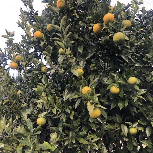 oranges growing on citrus tree