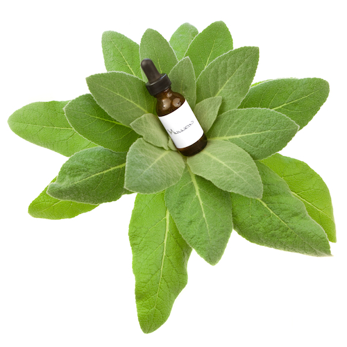 Mullein herbal oil with a Mullein plant. Helps Ear Ache