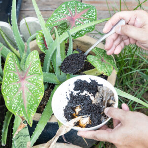 coffee grounds being added to soil