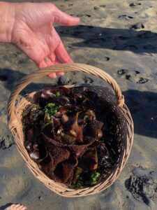 Foraged seaweed