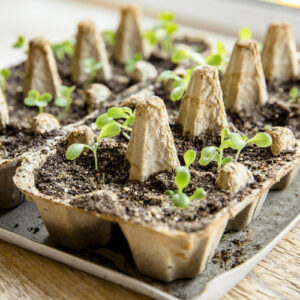 vegetable seedlings growing in egg cartons