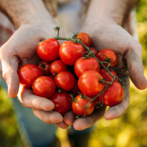 bunch of tomatoes being held