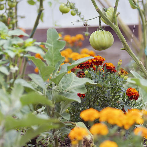 Companion planting of tomatoes and marigolds.