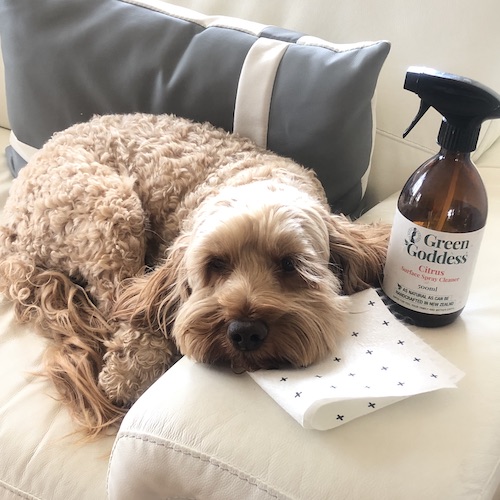Cruz dog with natural spray cleaner