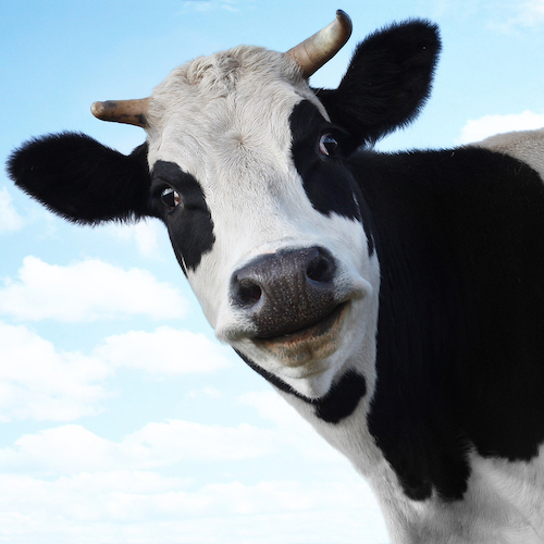 cow smiling