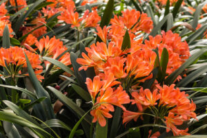 clivia plant orange flower