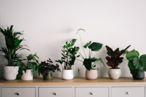 indoor plants on dresser