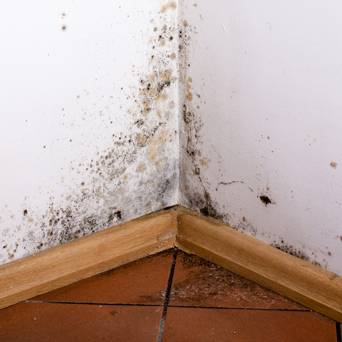 Black mould in the corner of room wall