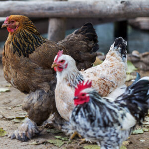 prevent worms in chickens