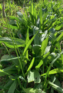 plantain growing