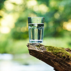 water glass on log
