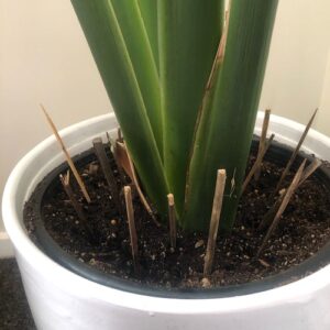 keep cats out of plants with small sticks